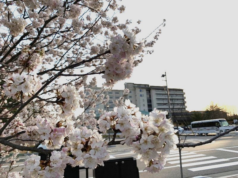 和倉温泉も桜のシーズン突入♪