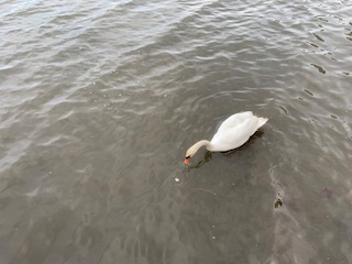 白鳥の「クゥちゃん」に桟橋からエサをあげてみてください♪♪